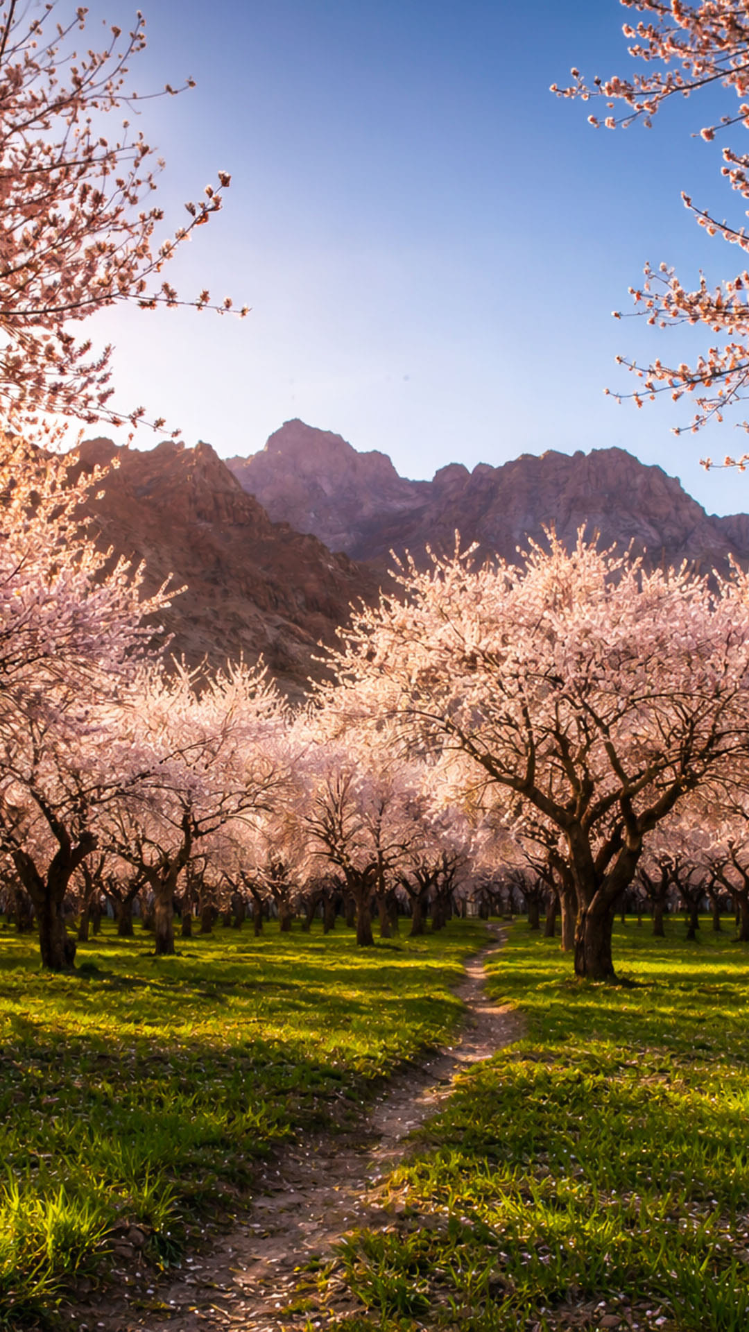 ladakh-apricot-blossom-tour-package-8n-9d